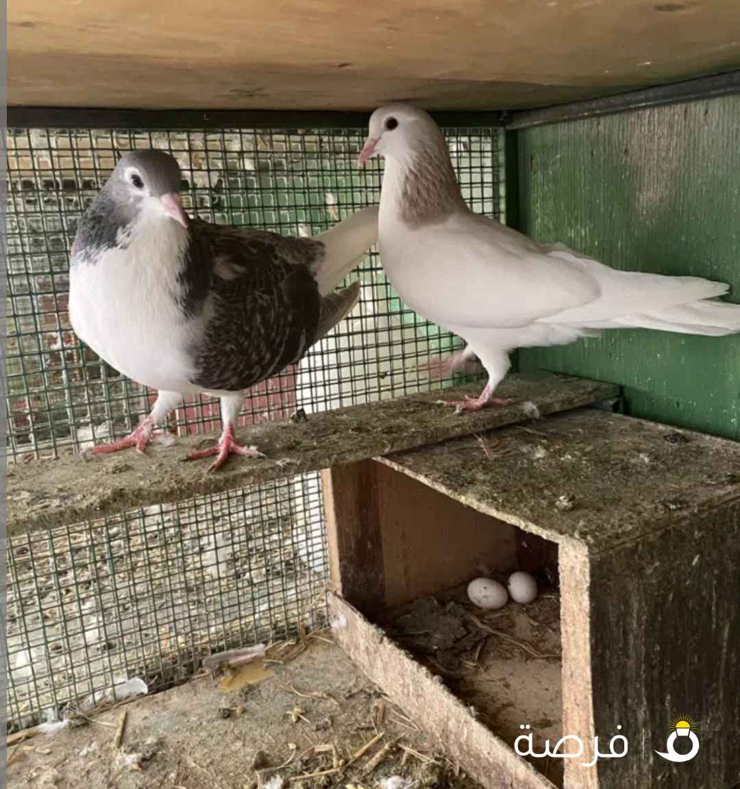 للبيع شيرازي زوجين بيعه سريعه