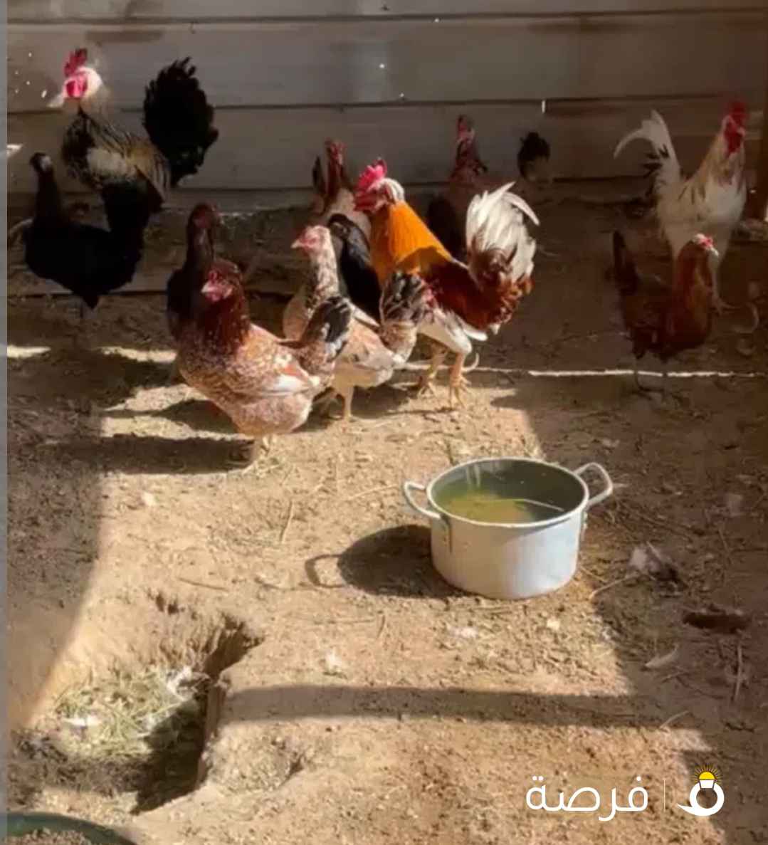للبيع دجاج عربي ⁦⁦18⁩⁩ حبه كبار