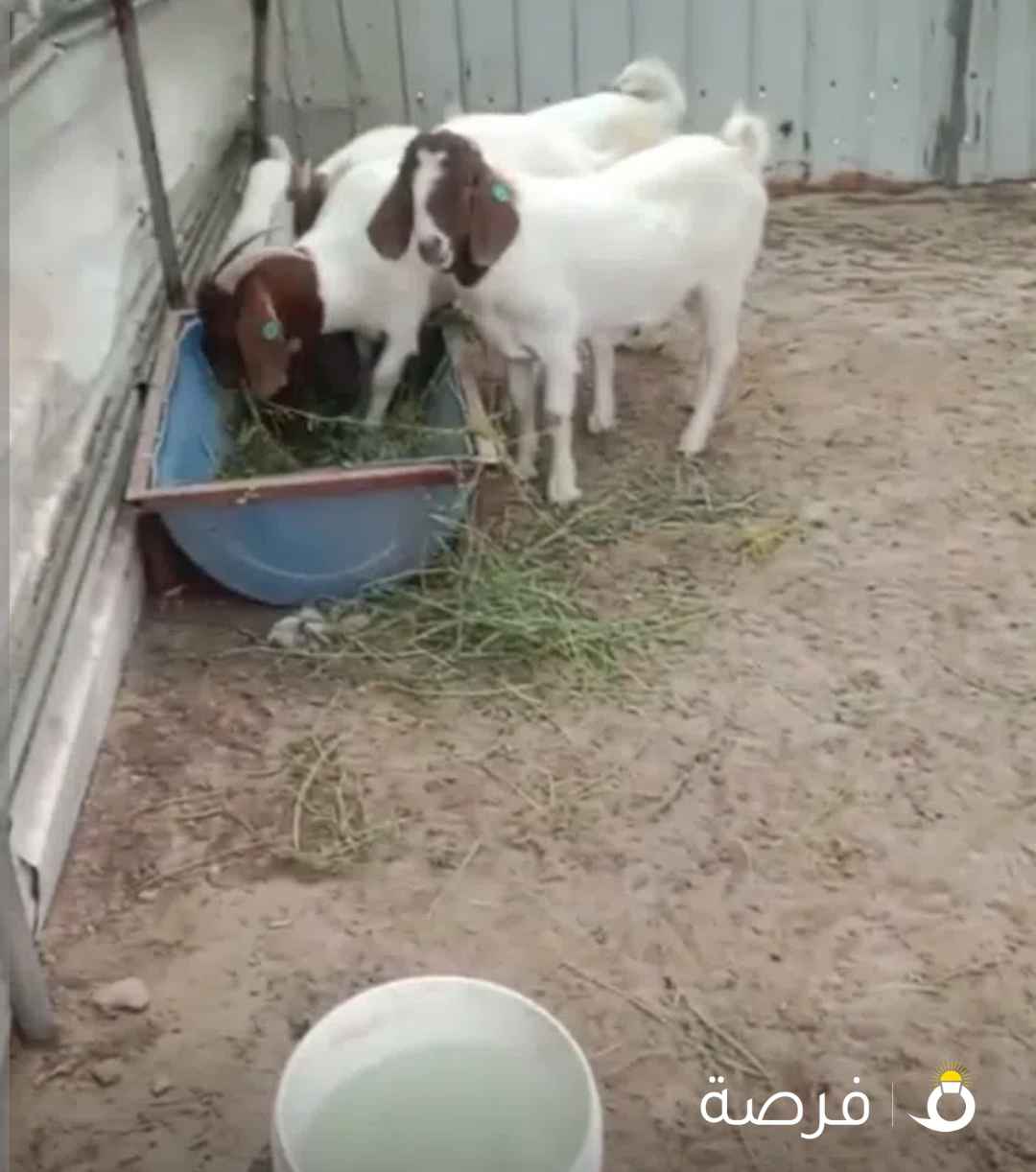معزة بورقوت دم صافي