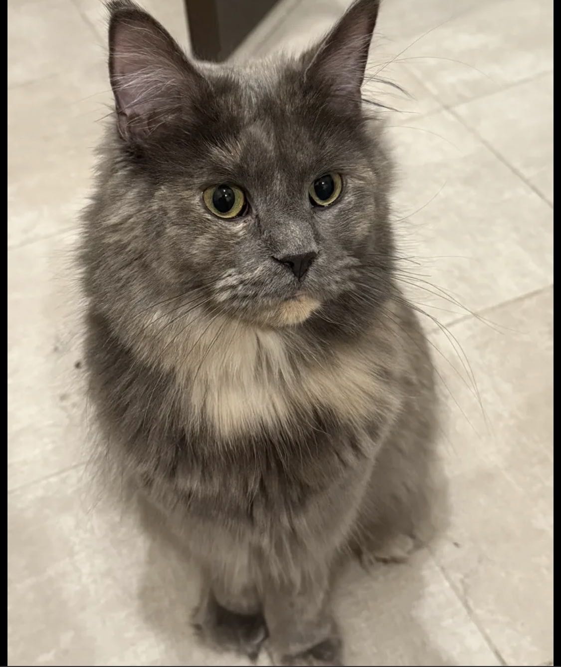 قطة ماين كون