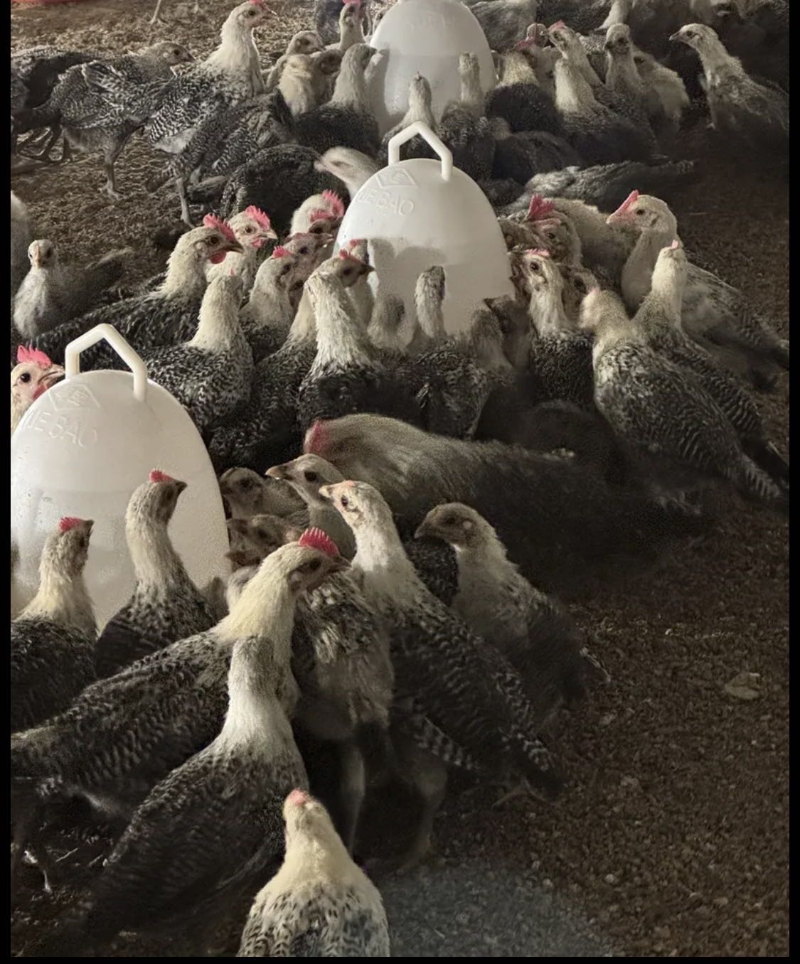 للبيع دياجة فيووم