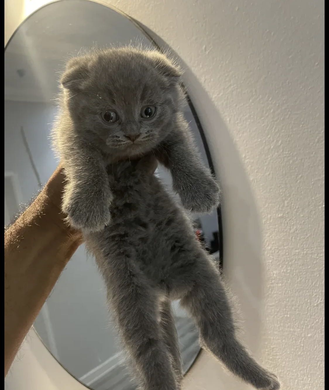 قطط سكوتش فولد