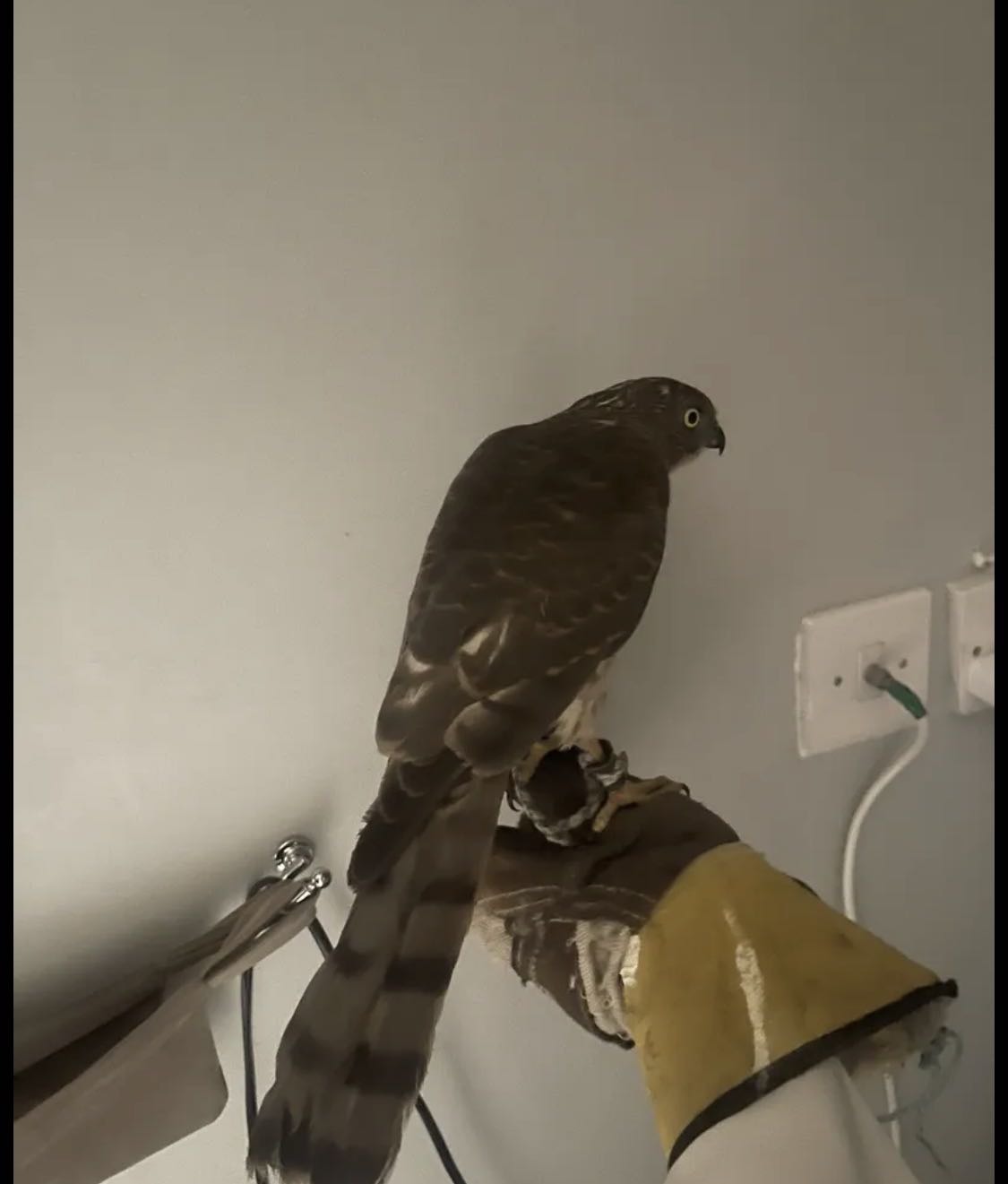 طير باز ريشه نضيف صحه ممتازه