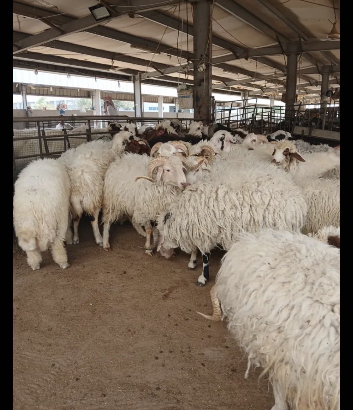 قصاب تحت الطلب جميع المناطق 24ساعة أقل الاسعار