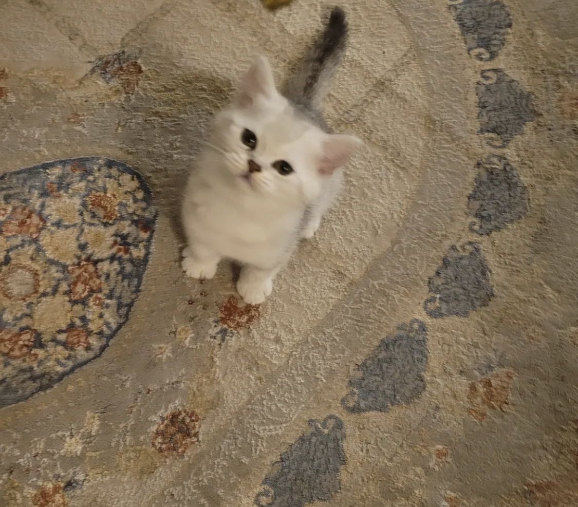 للبيع قطوه نثيه سكوتش ستريت