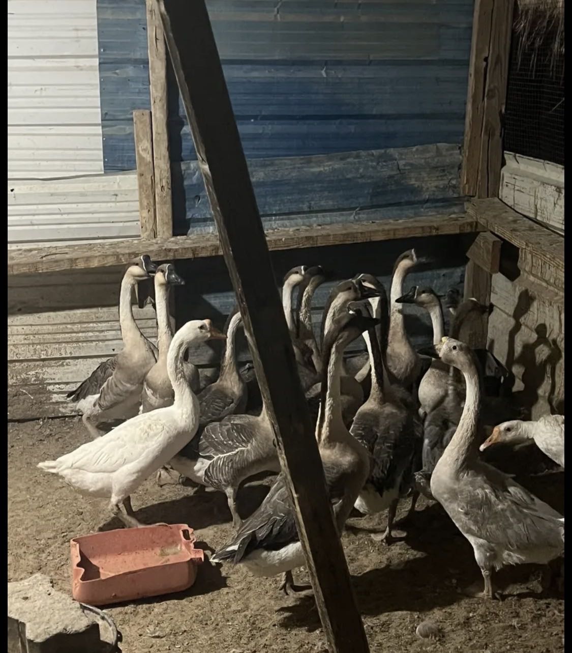 للبيع وز منتج بياض وبط طيار وبط فرنسي