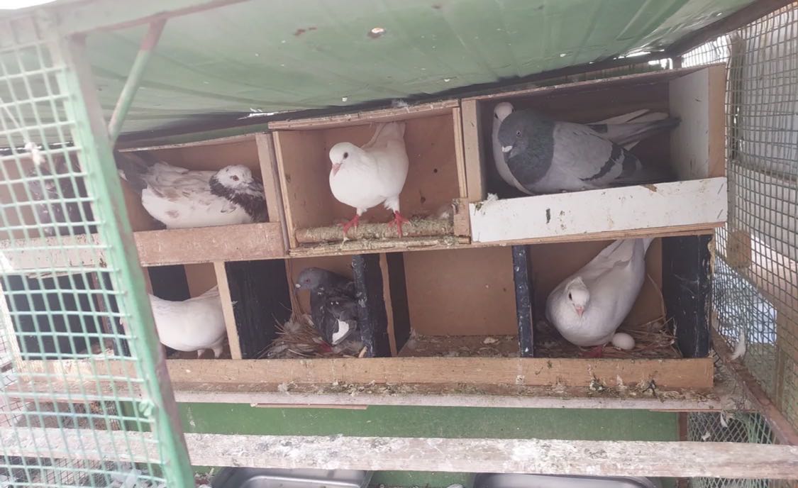 حمام مصري لوت لاحم