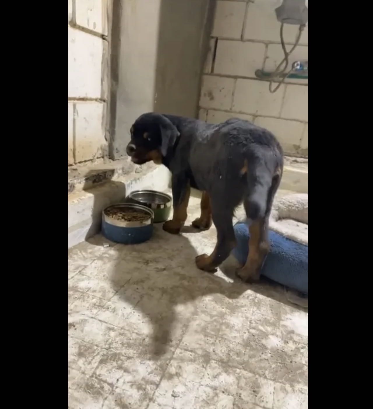 كلب روت ويلر العمر اربع اشهر قابل للتعليم