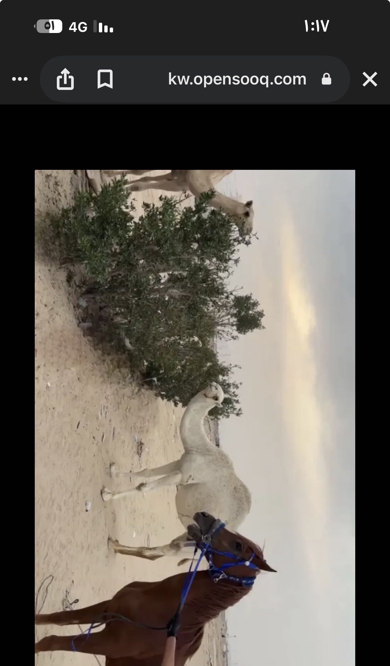 حصان بولش فاخر