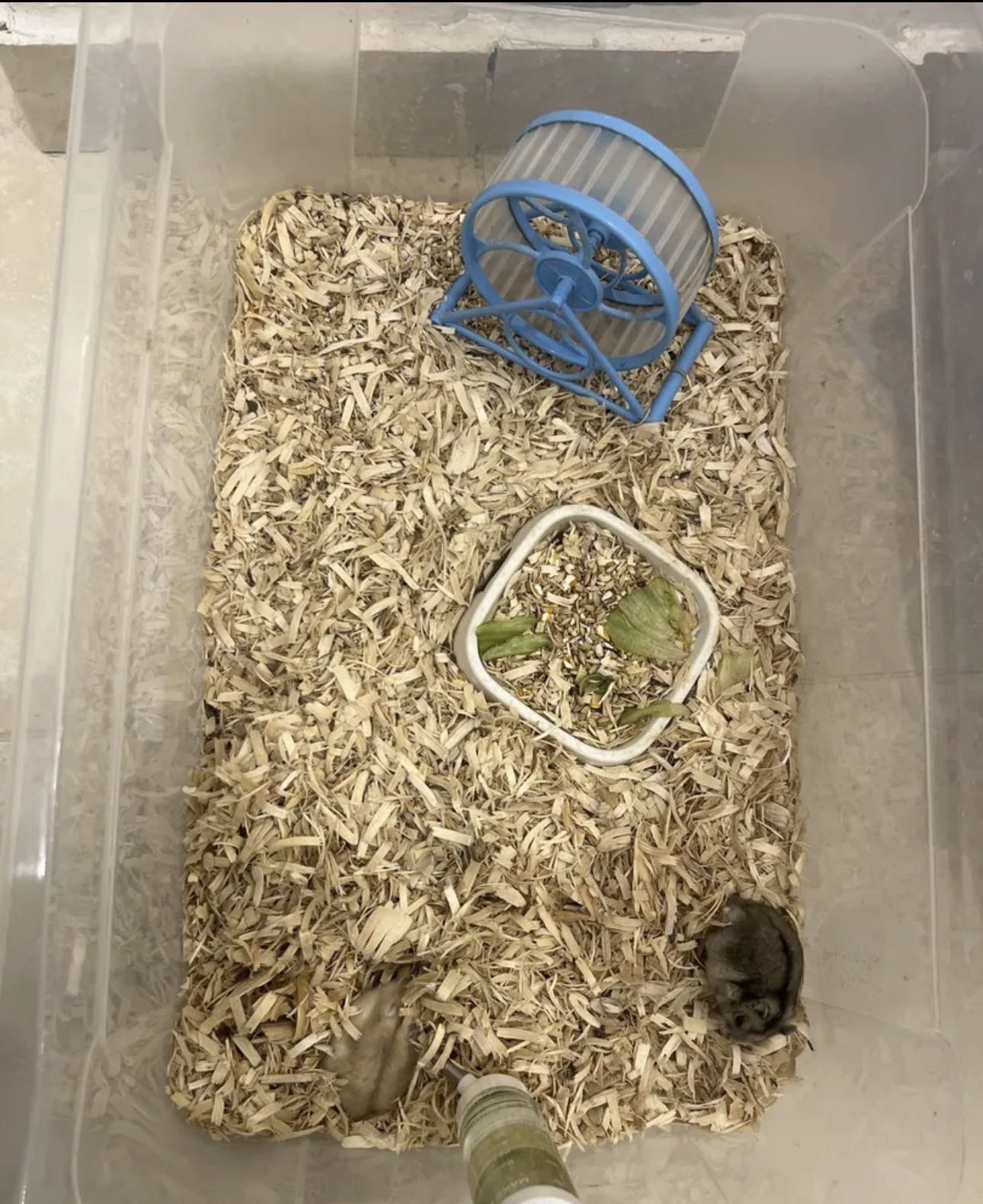 2 هامسترات مع اغراضهم بوكس واكل ومطاره ماي ولعبه