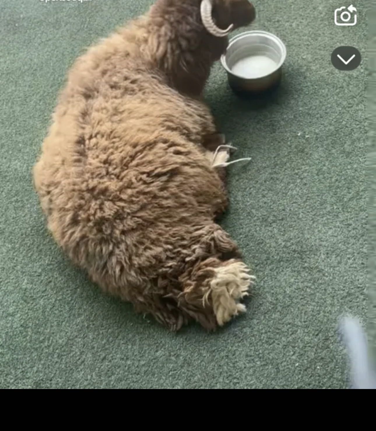 ذبائح للبيع توصيل جميع المناطق