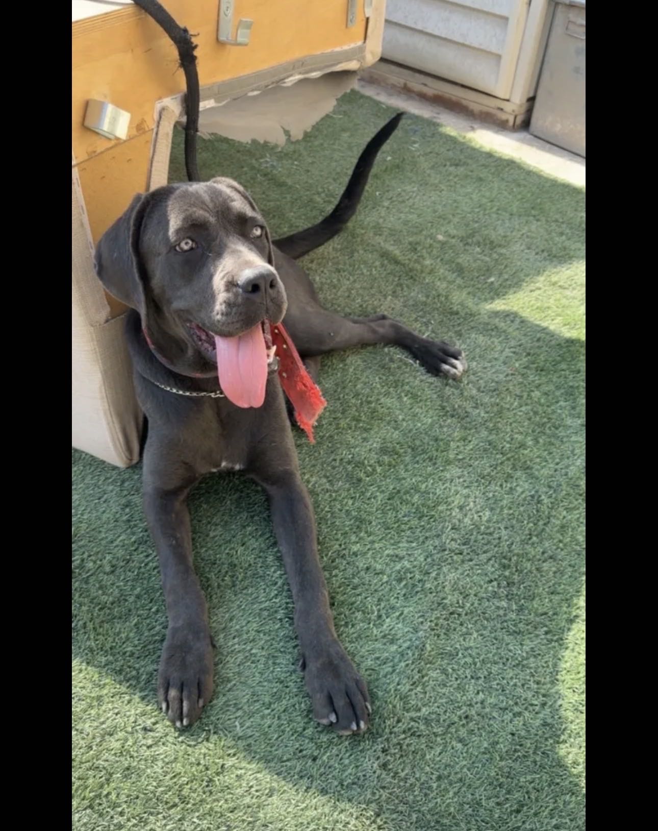 كلب نثيه كين كورسو عمرها ست شهور ونص وسعرها 500 دينار قابله للمساومة بس أسعار معقوله