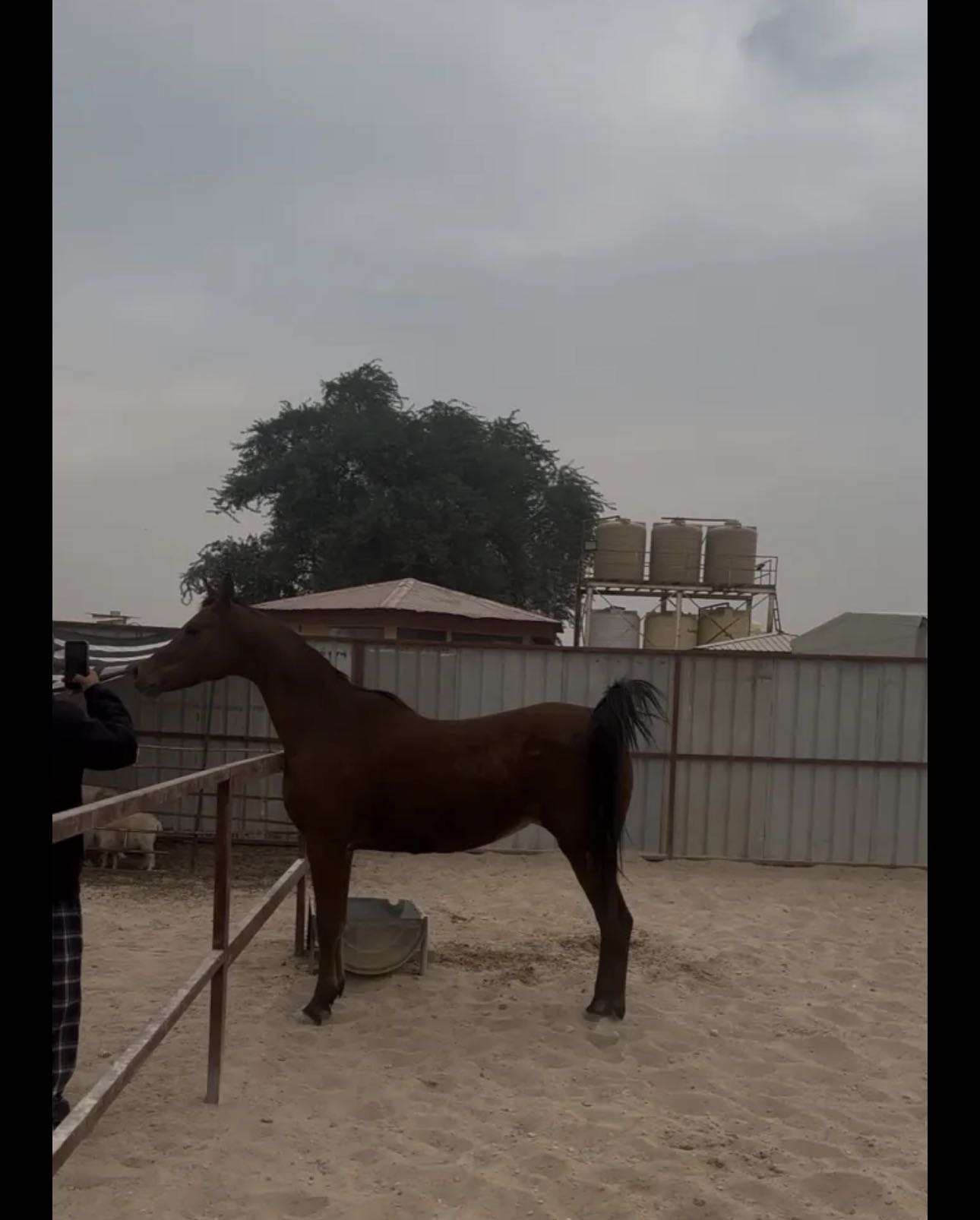 فرس مصريه بيور معها جواز