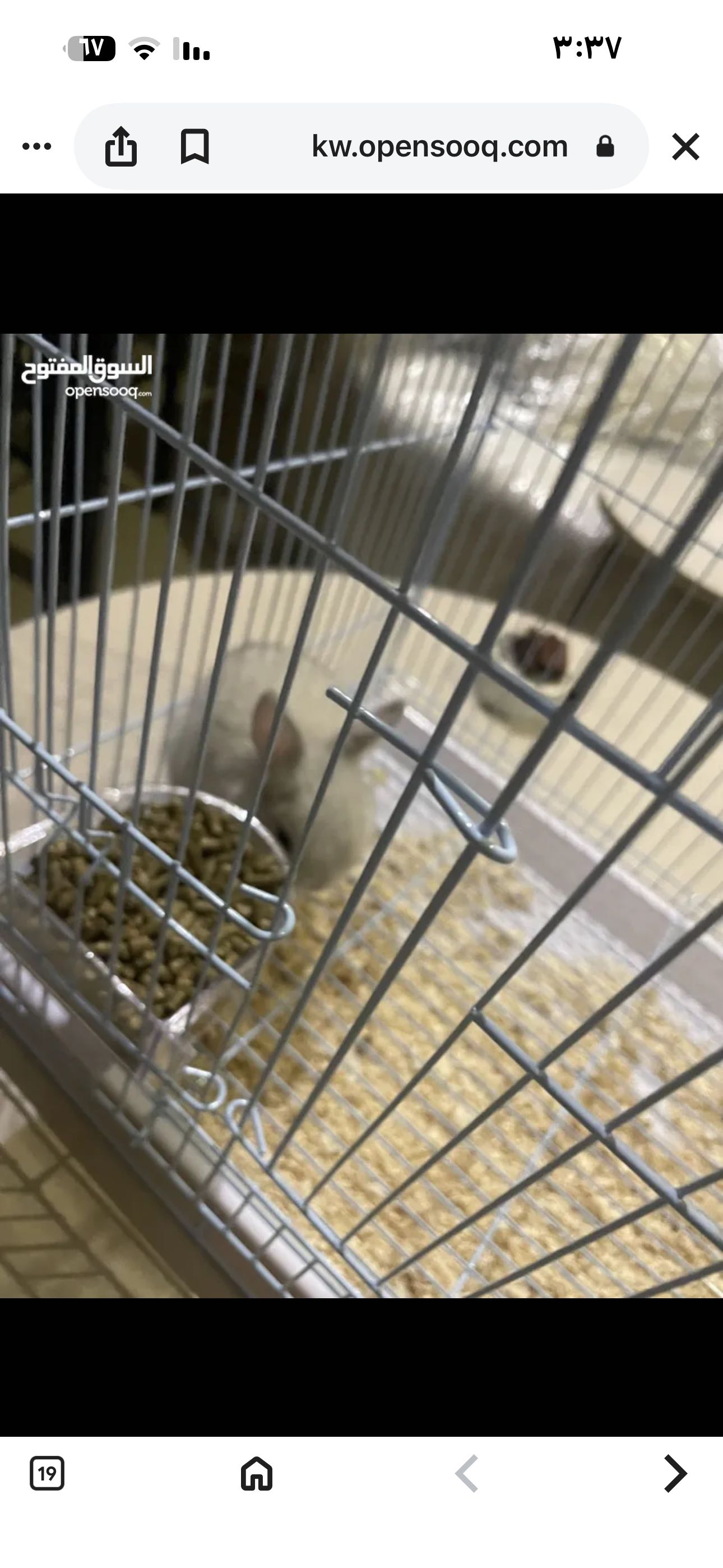 رنب عمر شهرين مع قفص تخفيض للمشتري الجاد