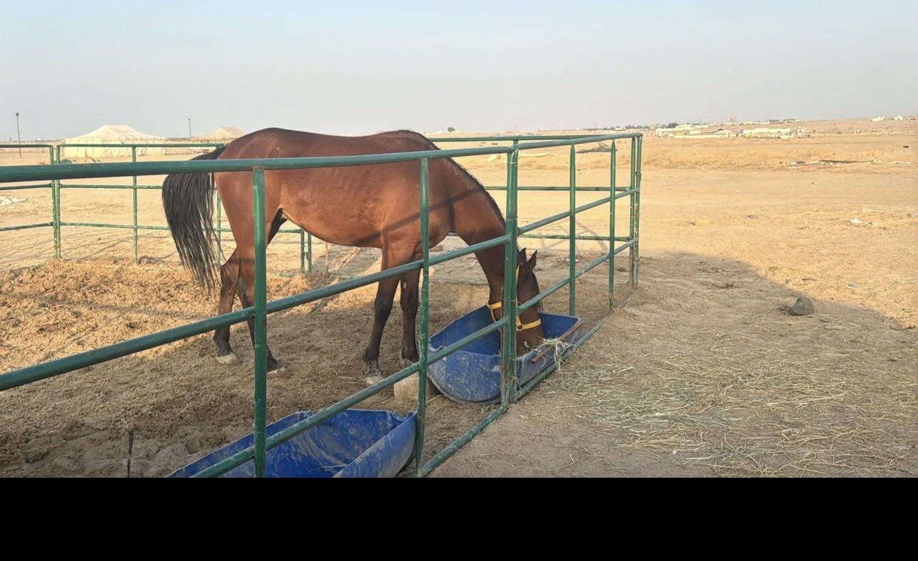 حصان ماكس بلدي