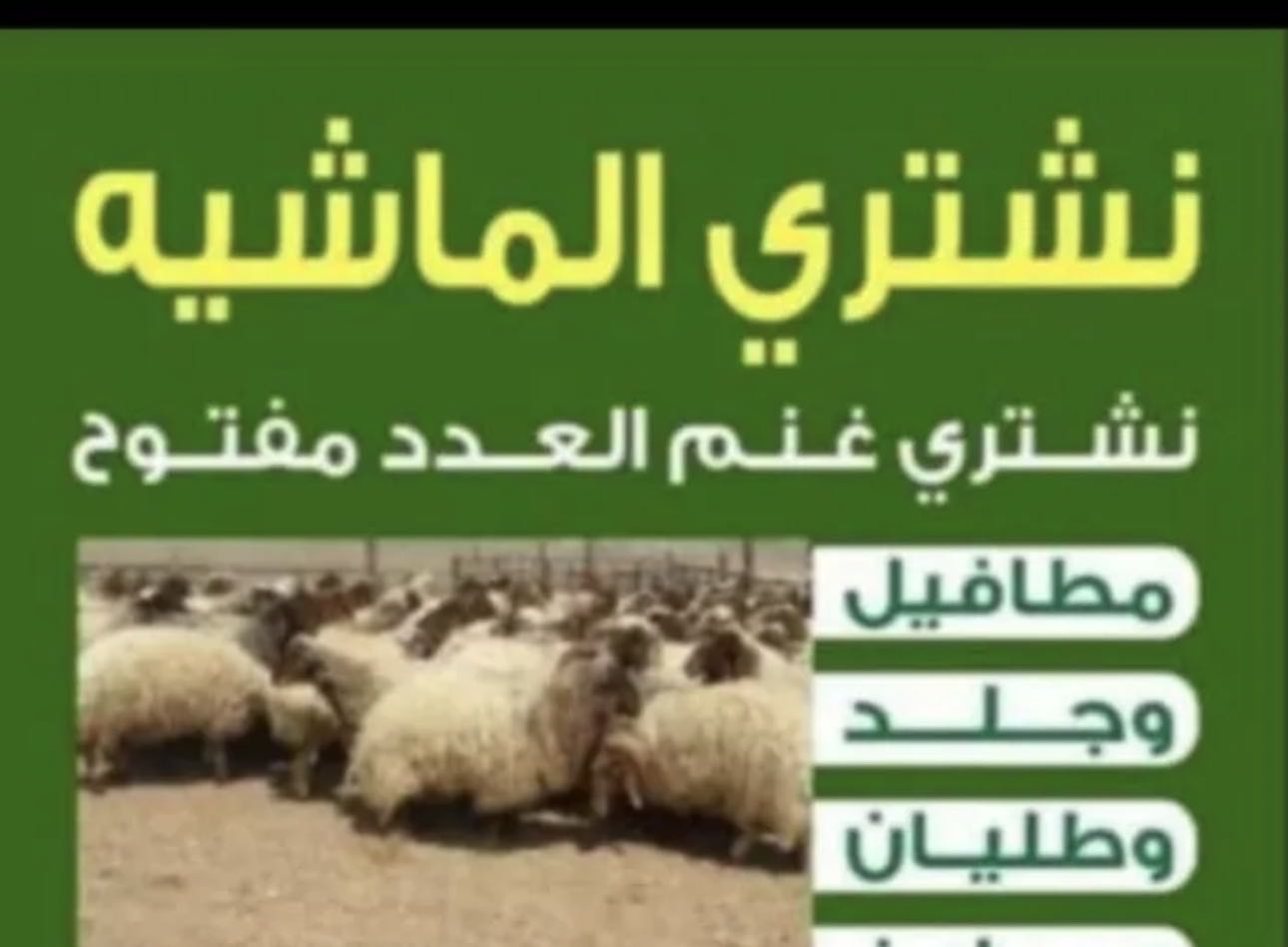 نشتري غنم ومعزا العدد مفتوح ودفع كاش