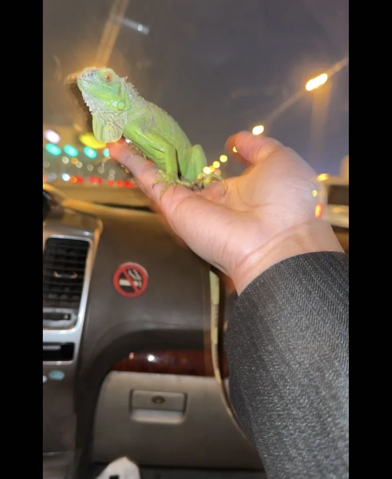 سحلية اغوانا خضراء