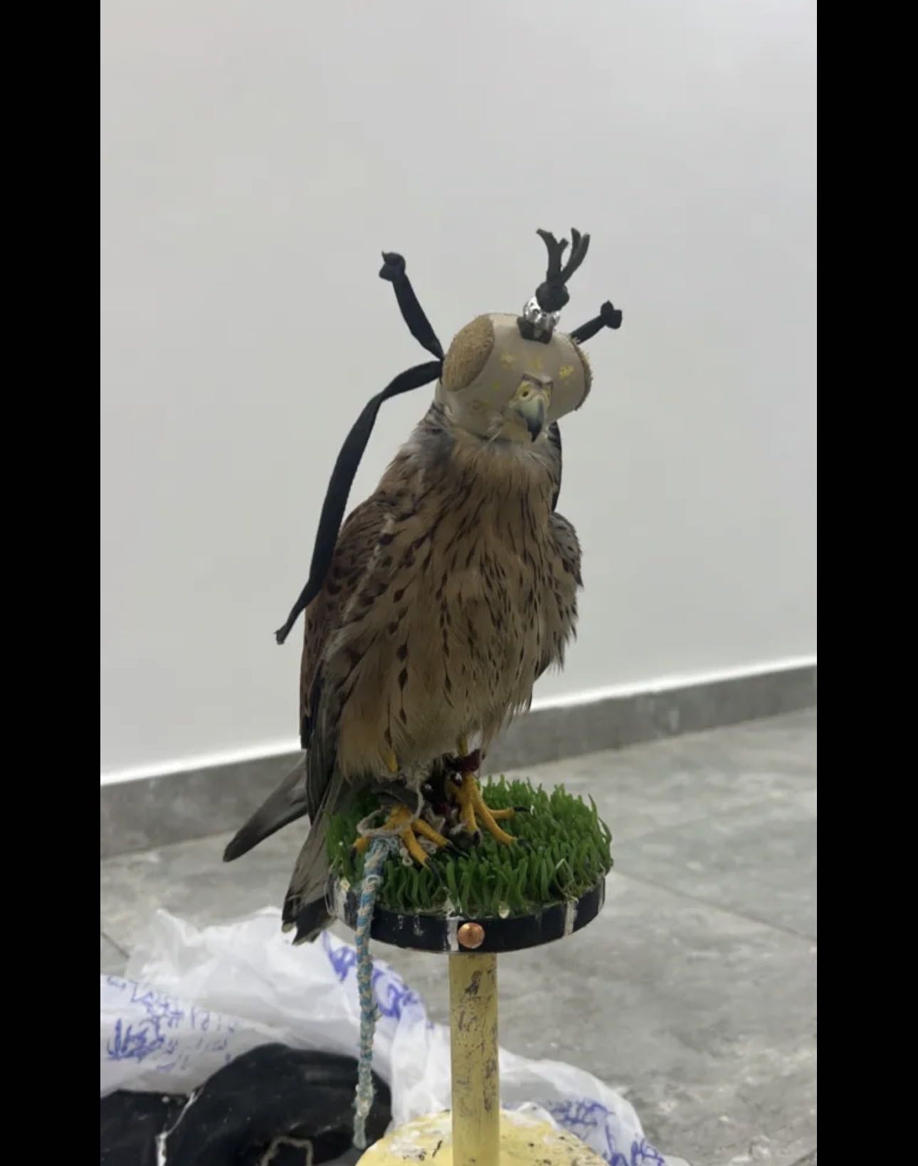 لايجي إلا الصامل