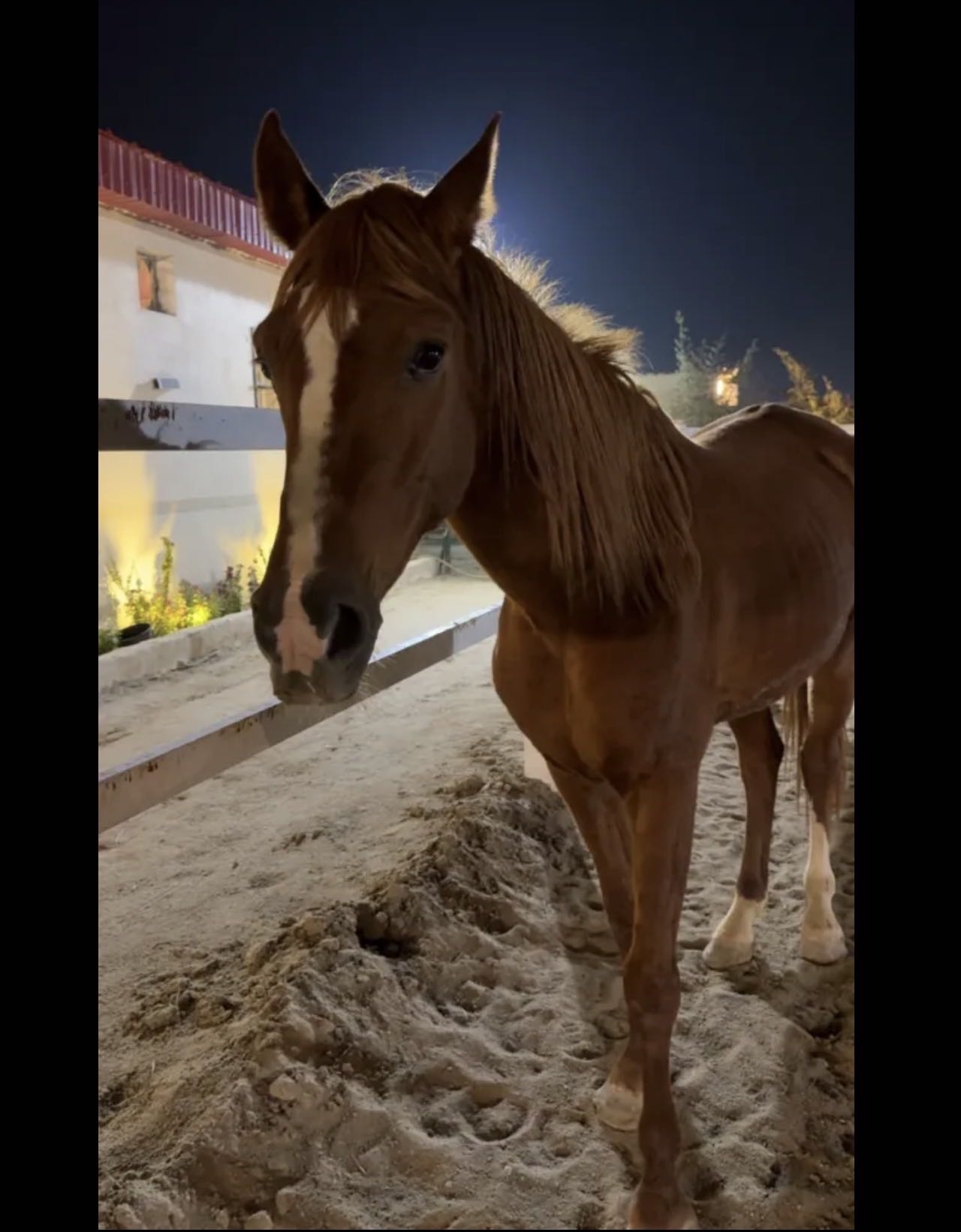 حصان بلدي معسوف