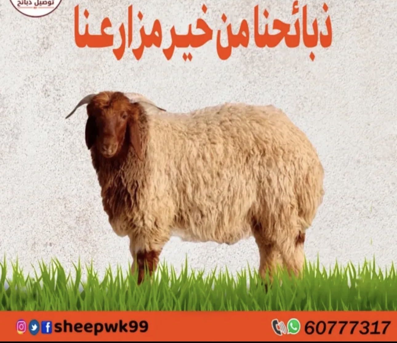 توصيل ذبايح