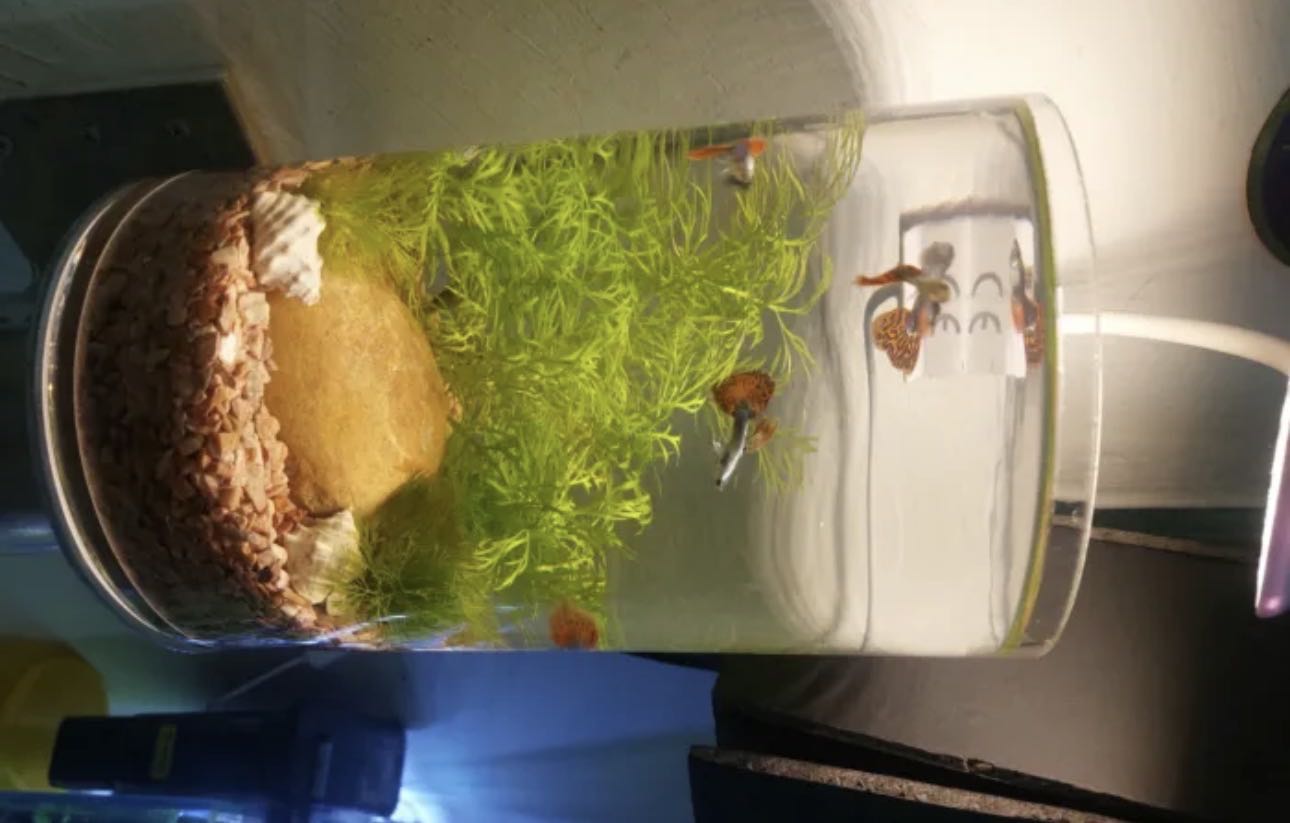 Planted Cylinder Aquarium