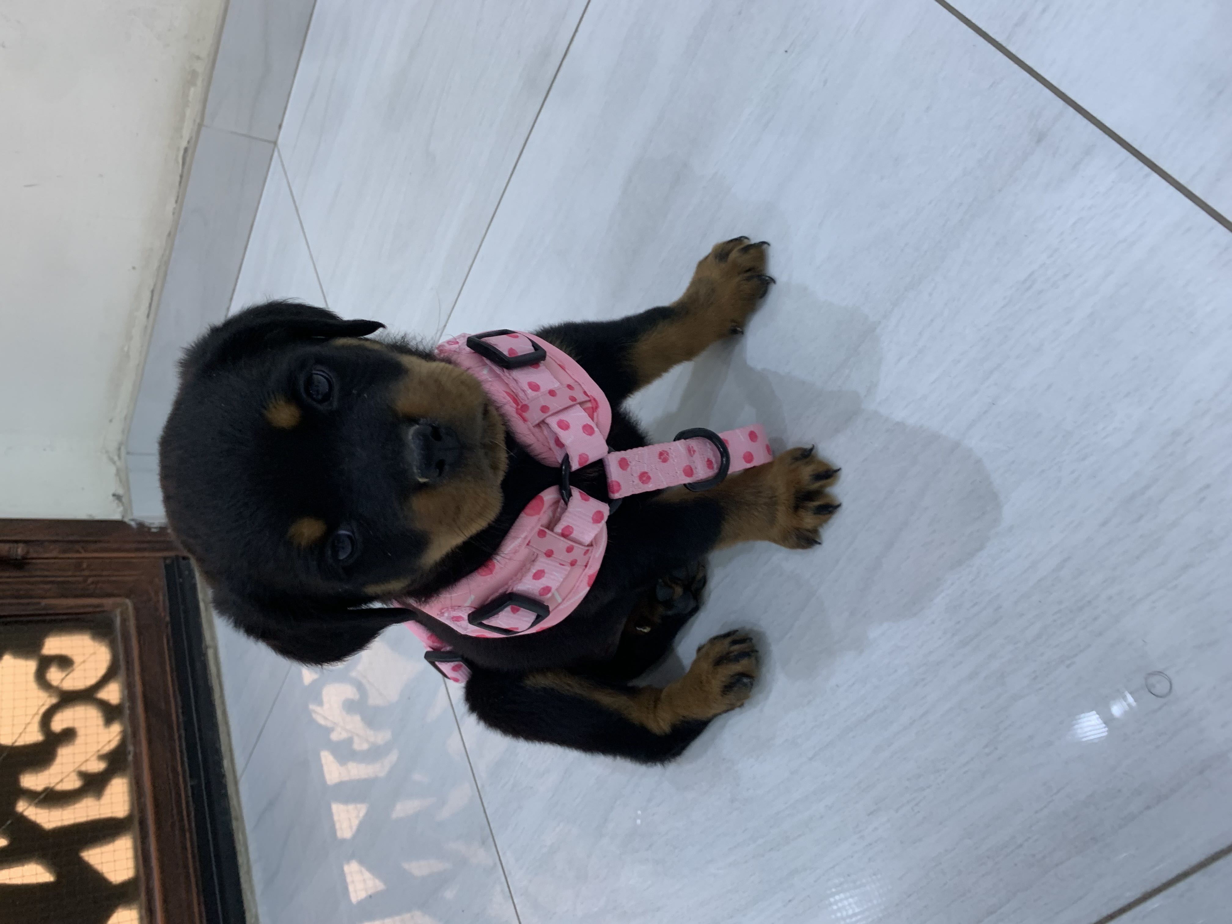 جروه روت وايلر قابله للتدريب