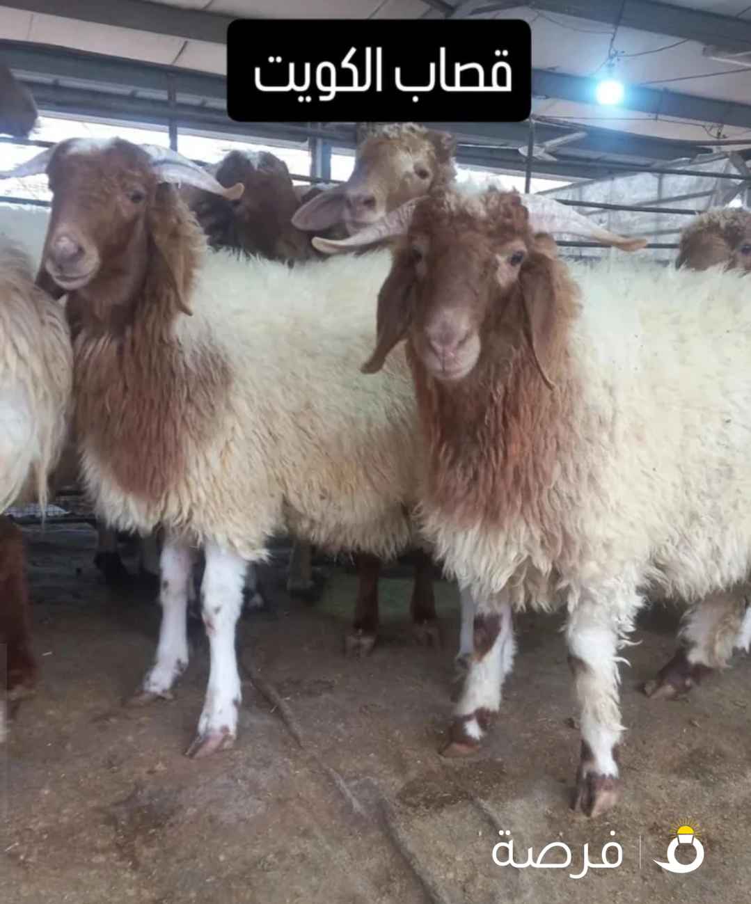 قصاب تحت الطلب الكويت