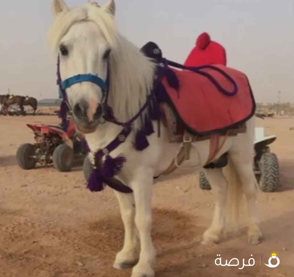 إيجار خيل بوني جميع مناطق الكويت