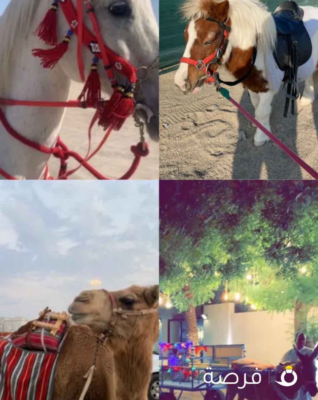تأجير خيول وبوني وحناطير والجمل جميع مناطق الكويت