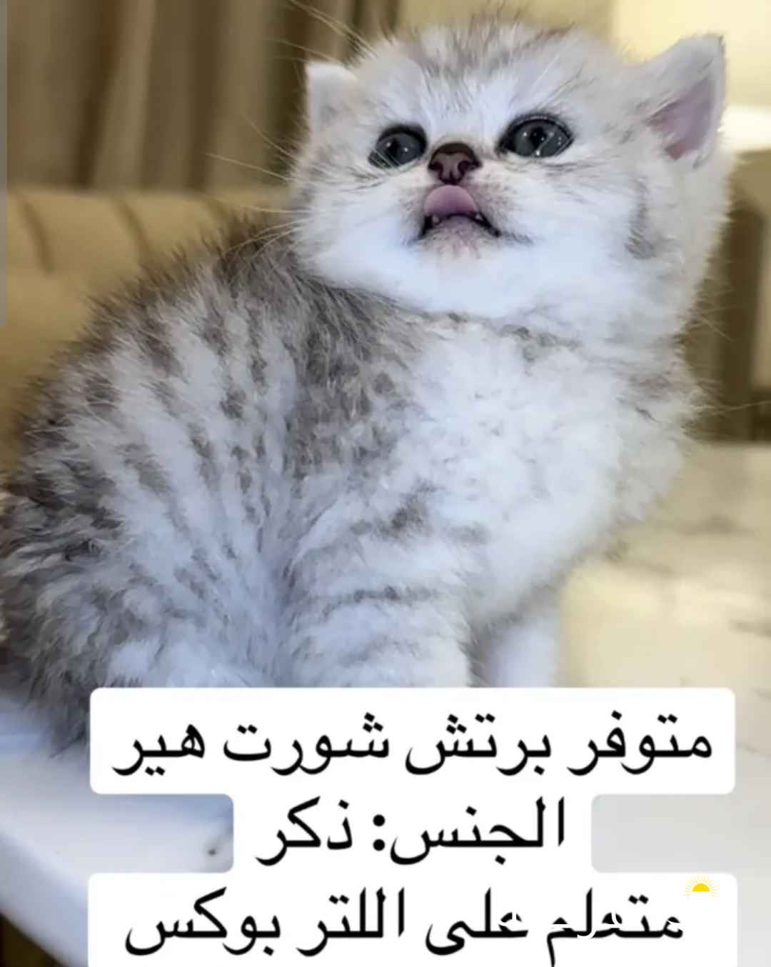 كيتن برتش شورت هير