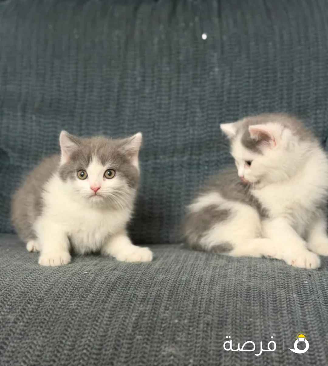 For Sale Beautiful Kittens 2 Months Old