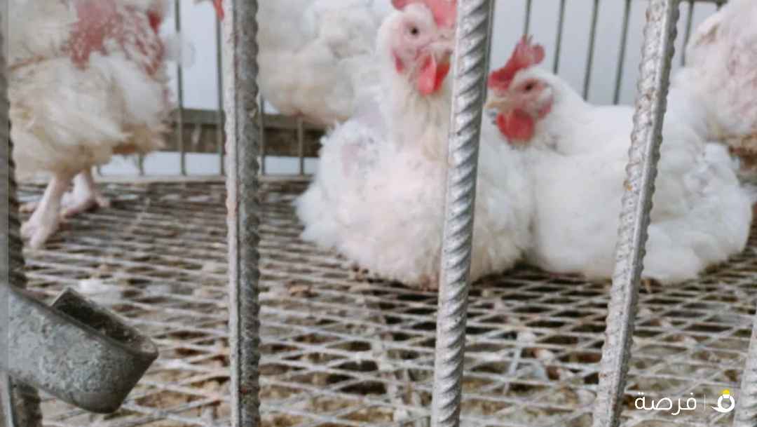 مطلوب معلم لمحل دجاج يوجد لديه كارت صحه شرط الخبره