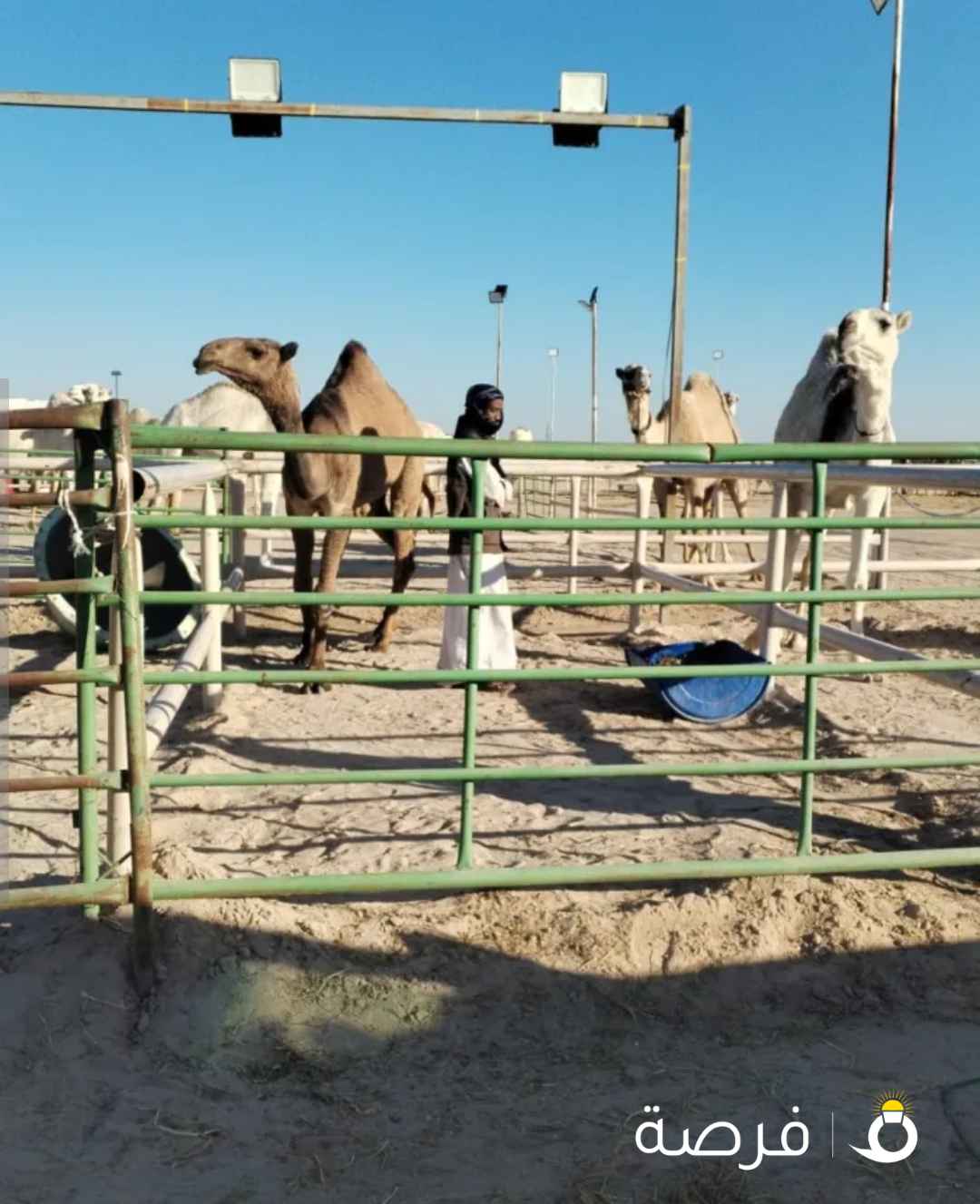 للبيع وشراء الابل جمله وتفريد