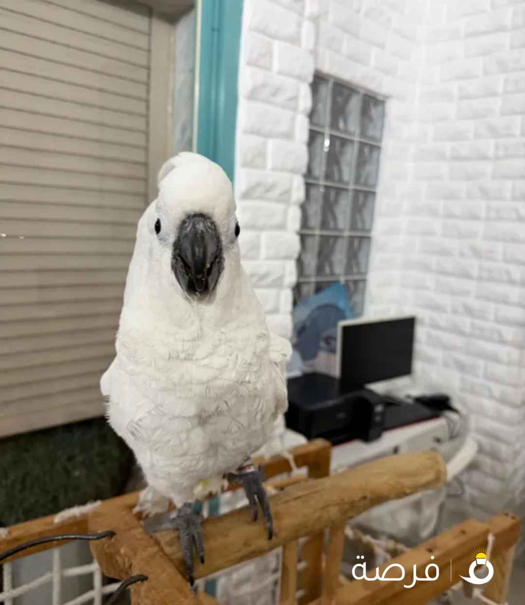 كوكاتو نثيه العمر 9 شهور يوجد فحص Dna لعوبه مع الاطفال ولا يوجد عض نهائيا ربوه تم قص الجناح