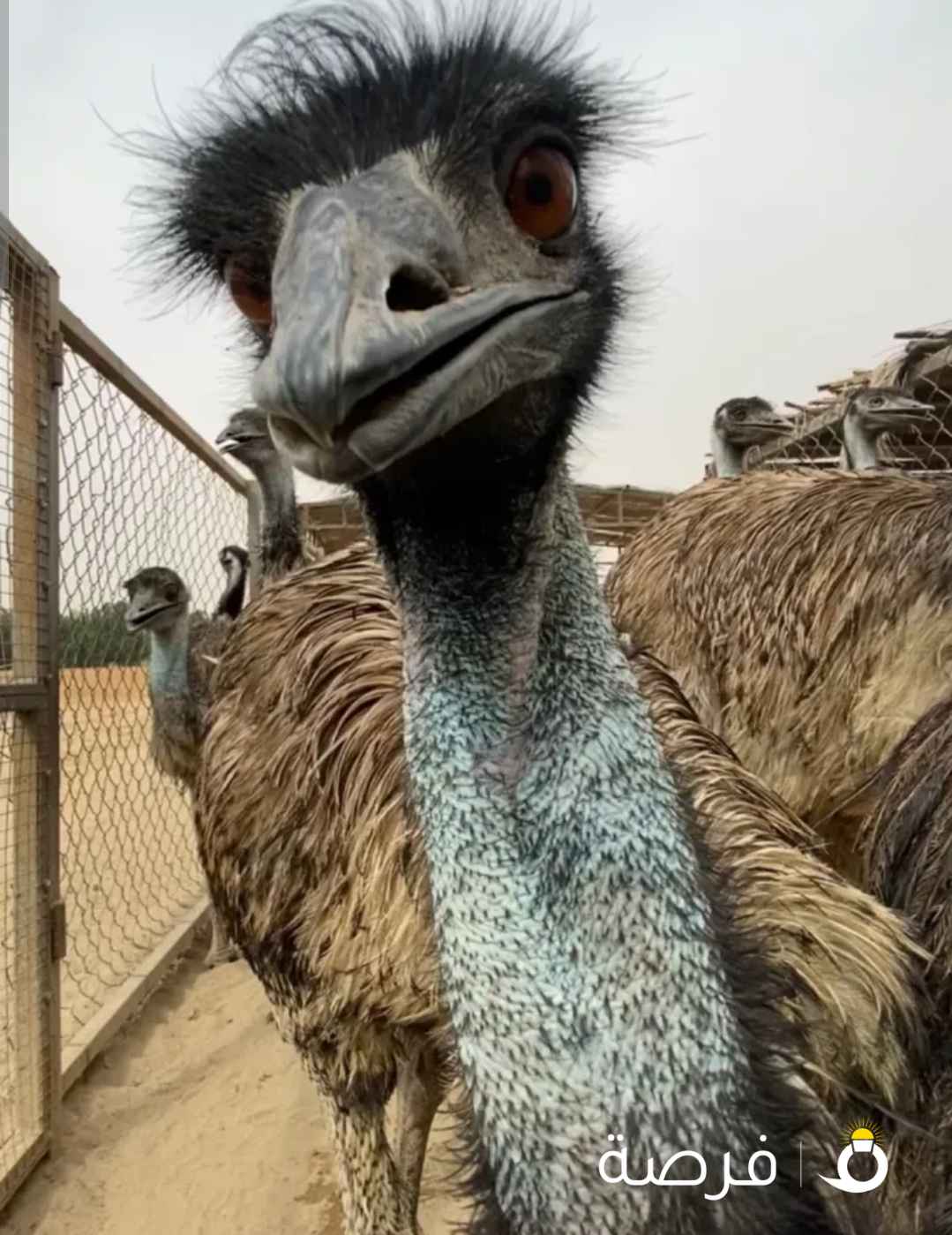 قطيع نعام الايمو