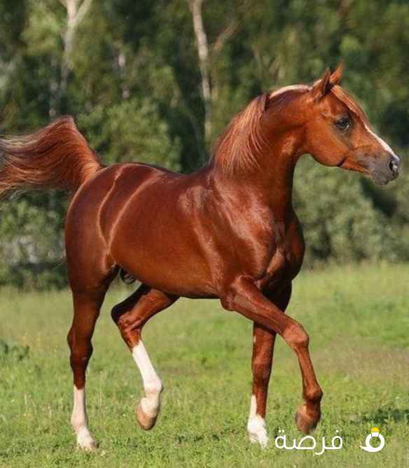 مطلوب موظفين محاسب مسيحي ومصمم جرافيت