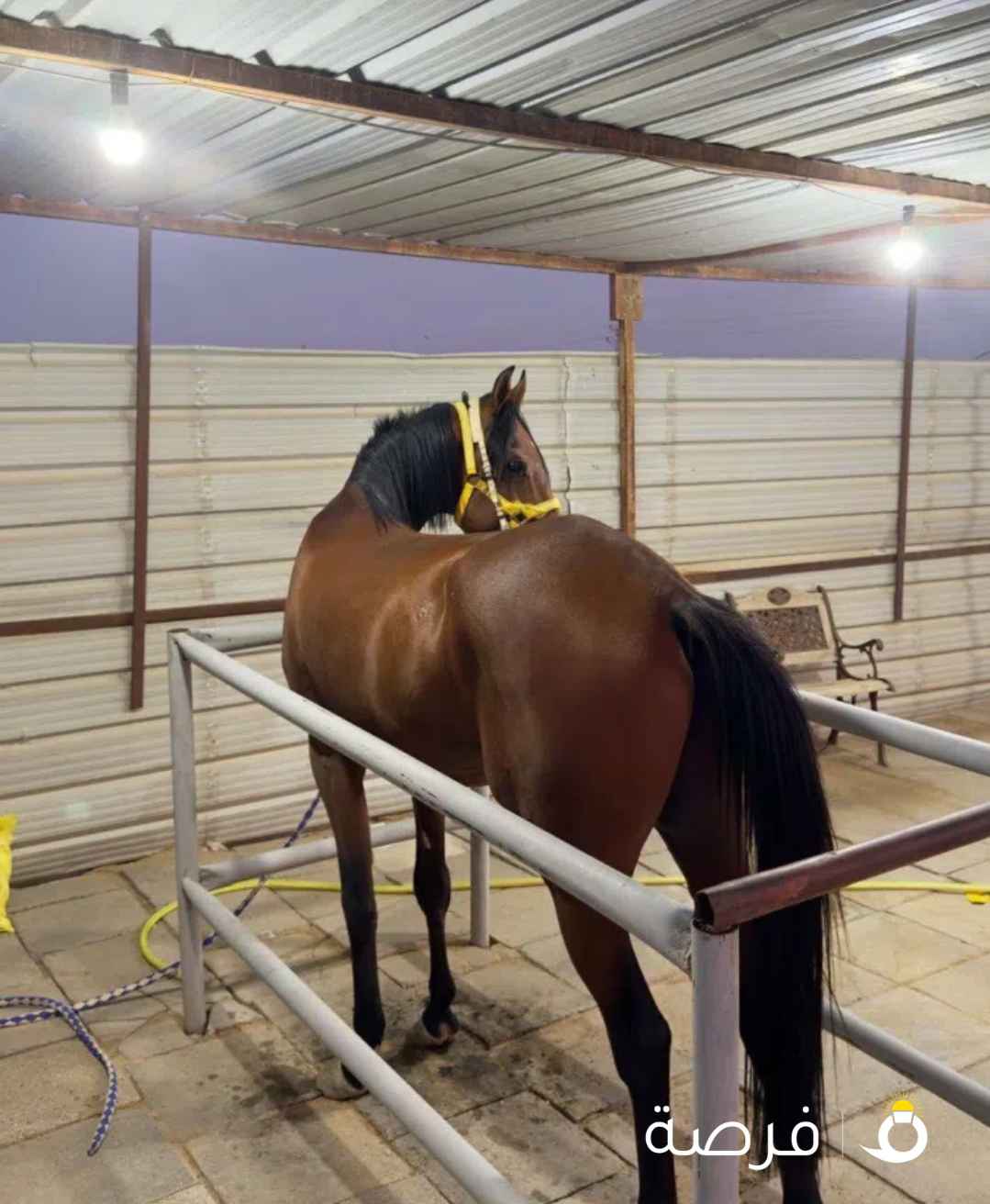 إستمارة العرض بتفصيل معلومات الجواد


نوع العرض: حصان فرنسي مواليد 21

الأسم: تغلب

الأب:كالبرق

الام:كروش التوم


أبو الام :

i️العمر:مواليد 21

الطول: 153

السلامه:على المنظور

نقل مِلكيه:نعم

المشاركات: هد العام في الزقله وجاب المركز 2️⃣

العساف:معسوف

الموقع: المطلاع

ملاحظات: جرح صطحي ،فك متقدم