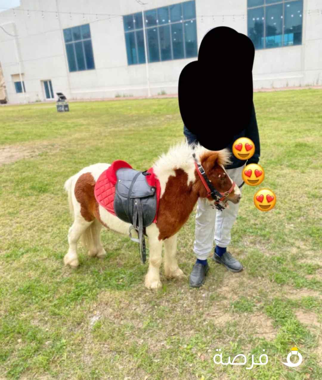 للإيجار بوني جميع مناطق الكويت