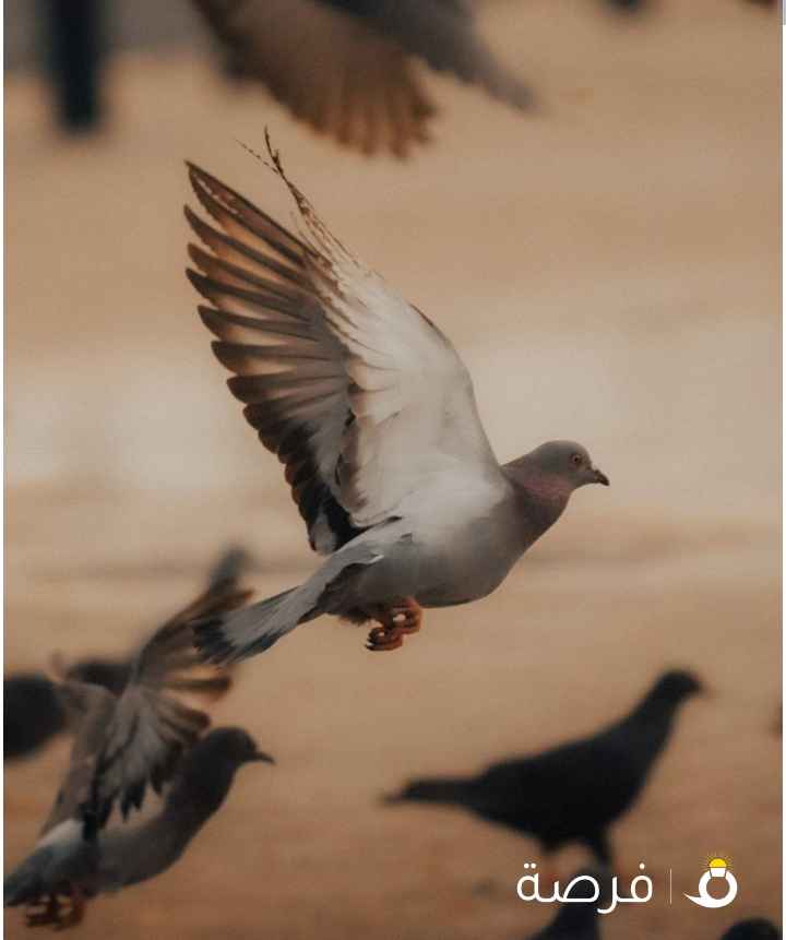 مطلوب مصور أو مصورة أى جنسية