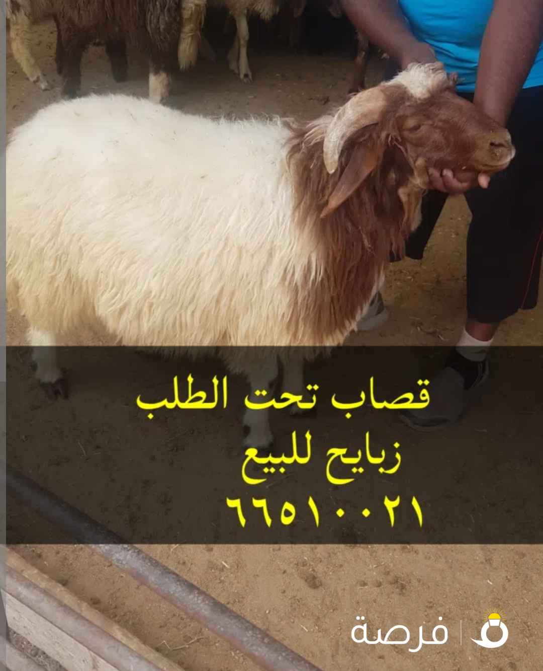 قصاب تحت الطلب +زبايح للبيع مع التوصيل جميع مناطق الكويت