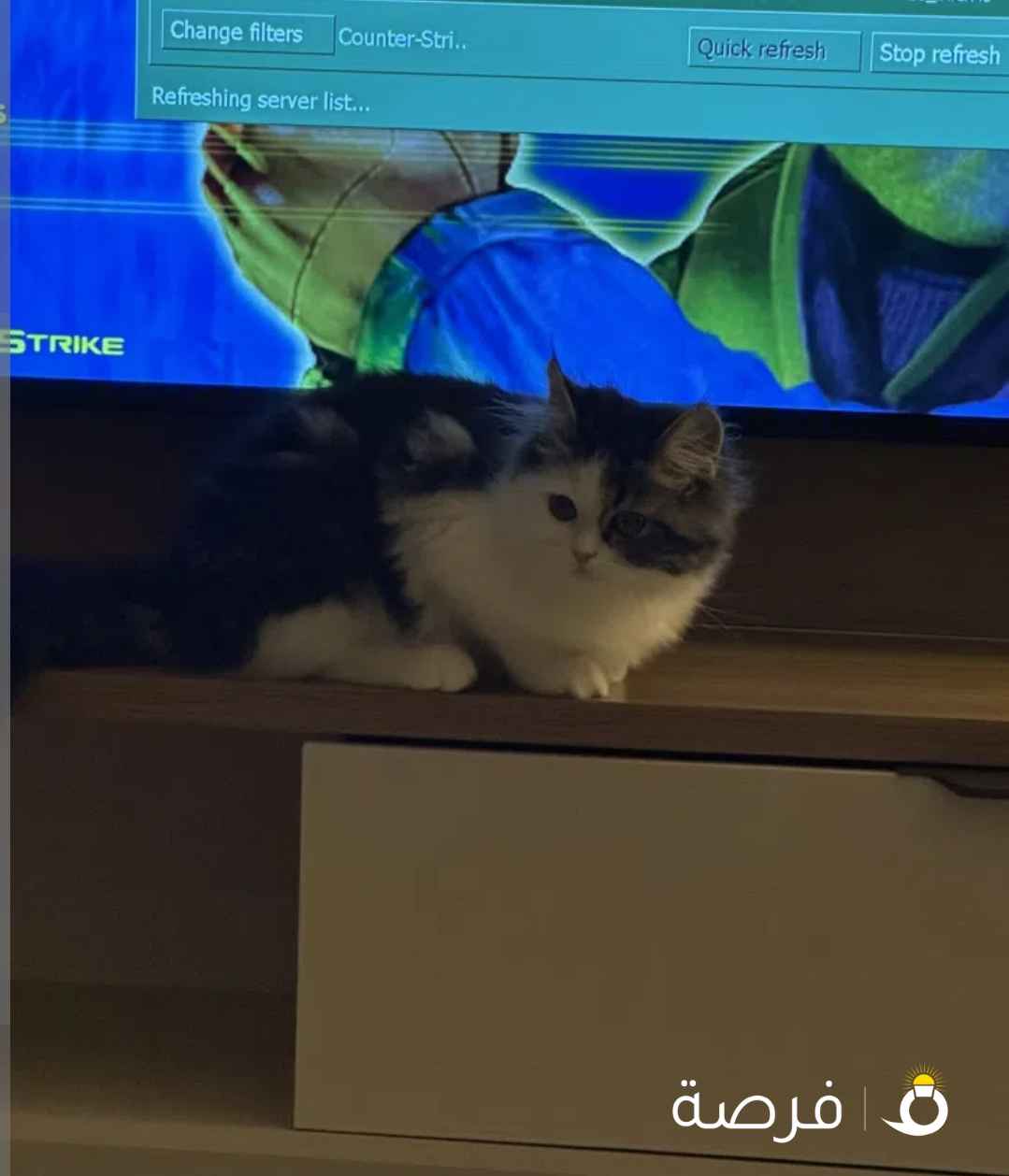 قطوه شيرازي للتبني لدواعي السفر