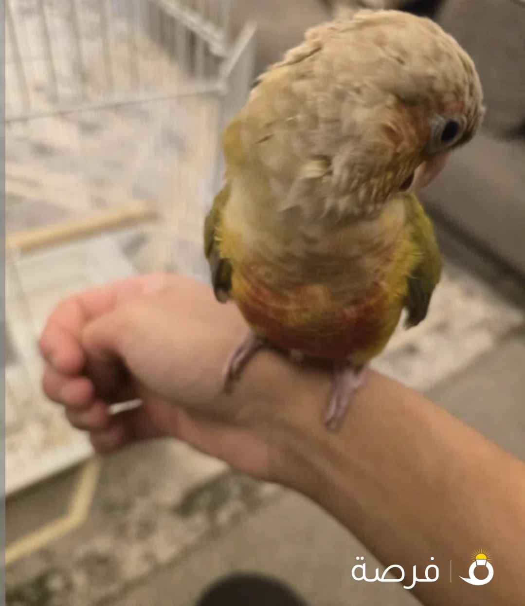 كنيور اناناس اقراء الوصف