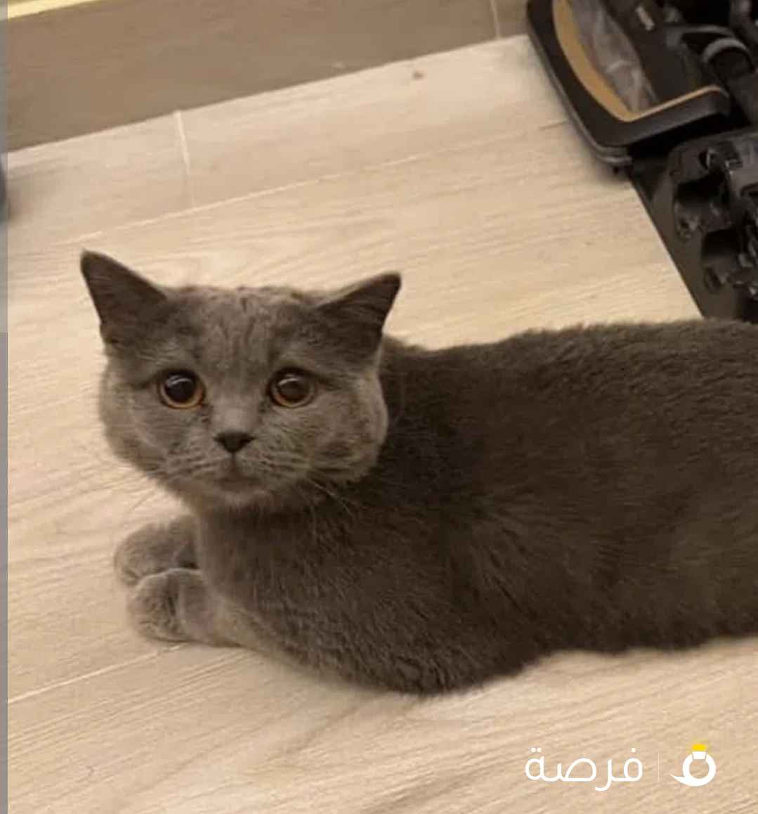 قطة مطعمة بالكامل