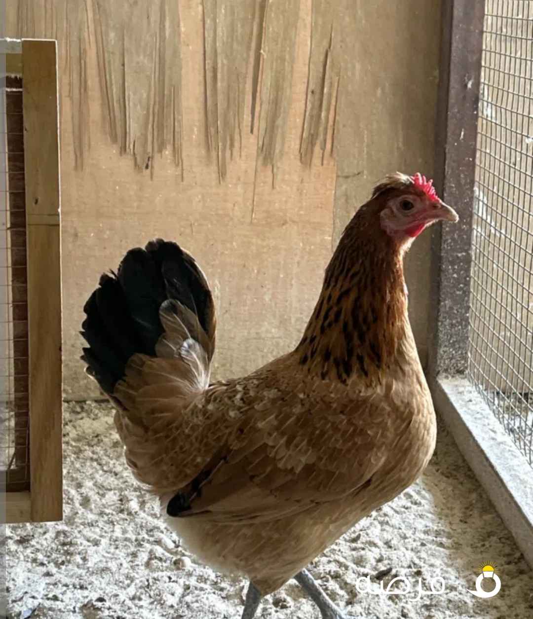 سلام عليكم للبيع دجاج