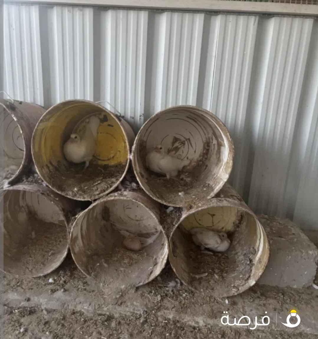 للبيع حمام ابيض لاحم وزاجل ازواج