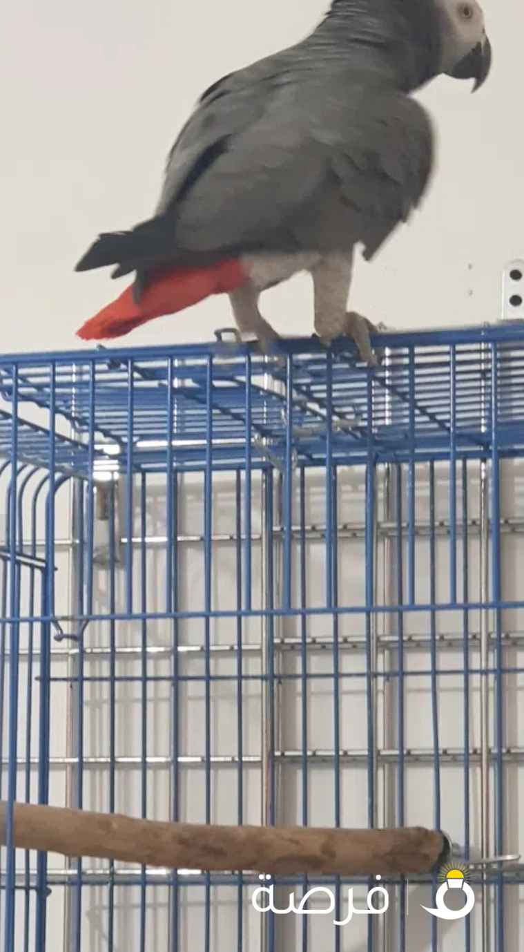 للبيع كاسكو يتكلم جمل جاي من السعوديه نهايته للصامل