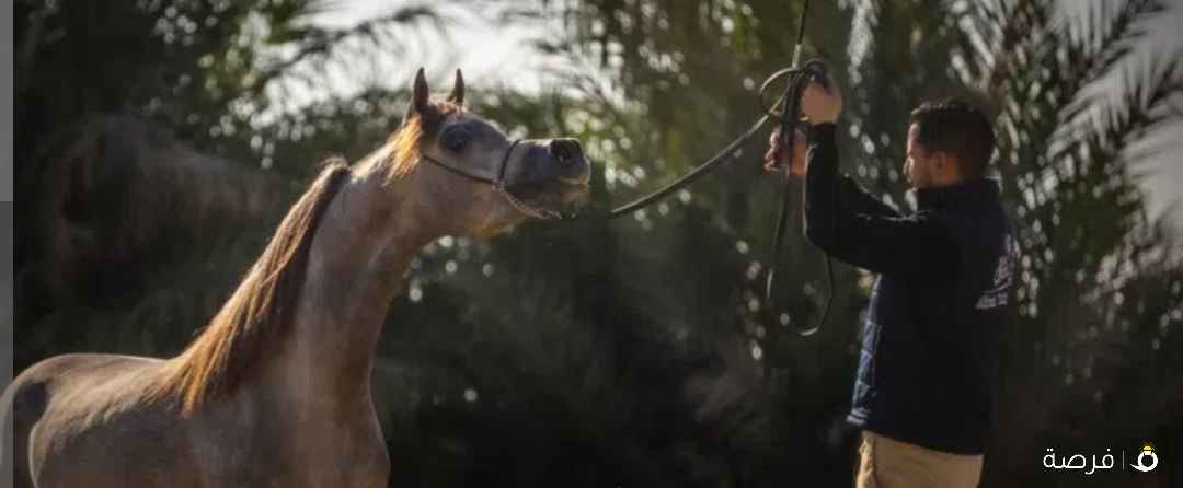 لللبيع مهر واهو العمر 3 سنوات