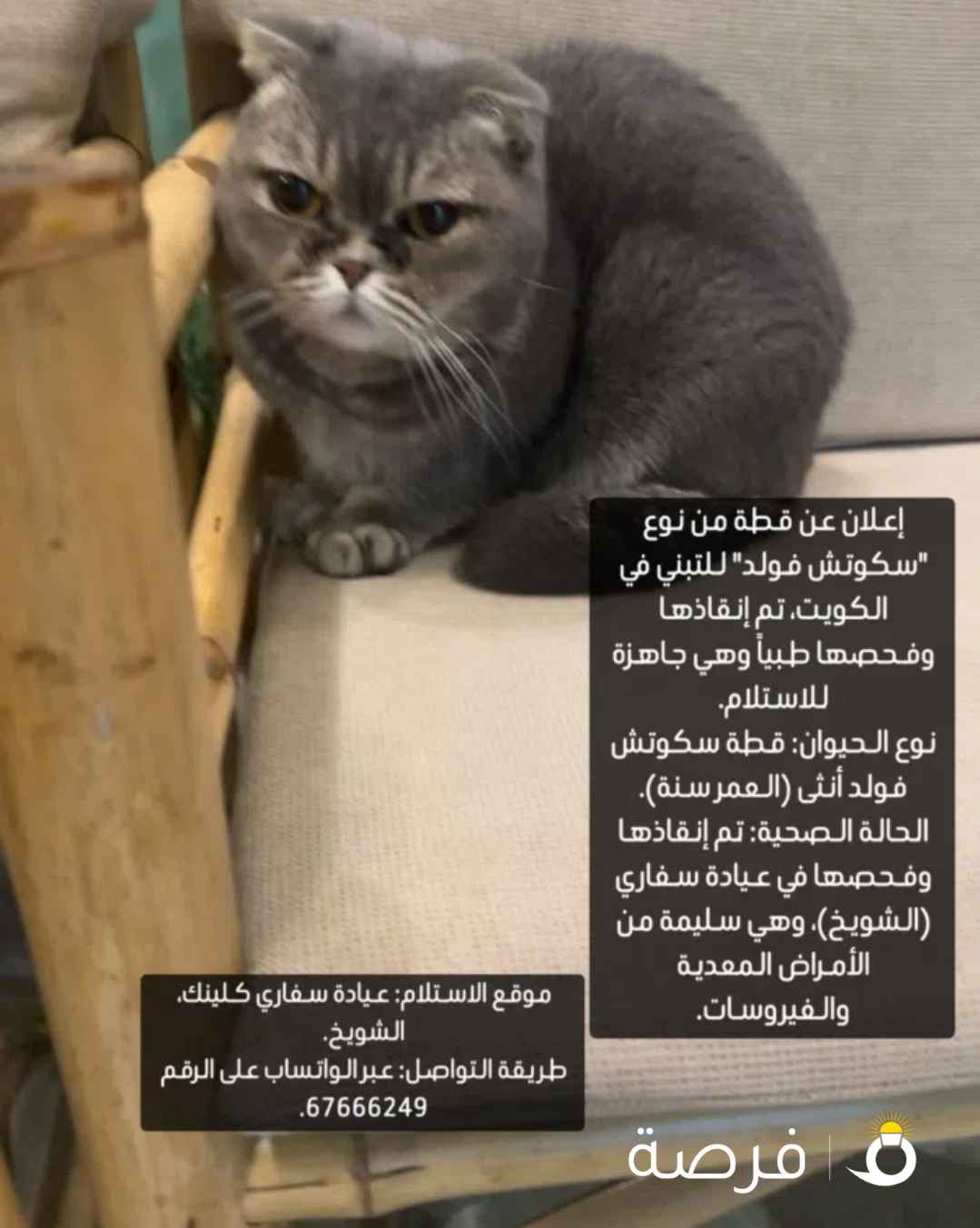 للتبني/انقاذ