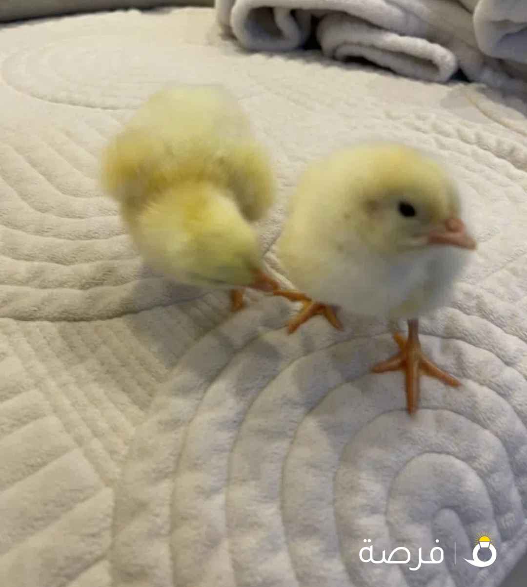 تبني كتاكيت بدون مقابل