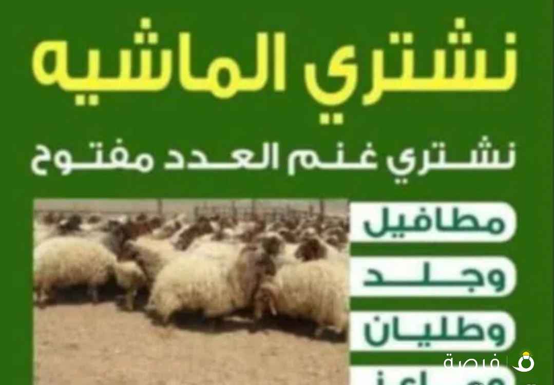 نشتري غنم ومعزا العدد مفتوح ودفع كاش